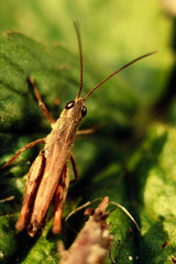 grasshopper on leaf