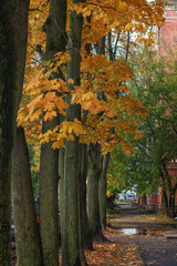 Plakat autumn in the city