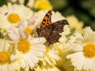 꽃에 앉아있는 호랑무늬 나비