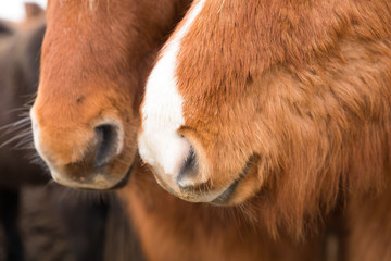 Fototapeta premium Islandpferd, Island