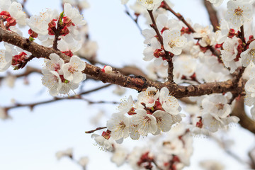 Branch of apricot tree in the period of spring flowering.
