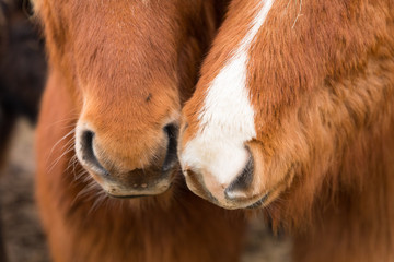 Fototapeta premium Islandpferd, Island