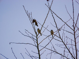 나뭇가지 위에 앉아있는 참새 한 쌍