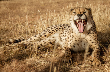 Adult cheetah snarls at camera, warning him away © mindstorm