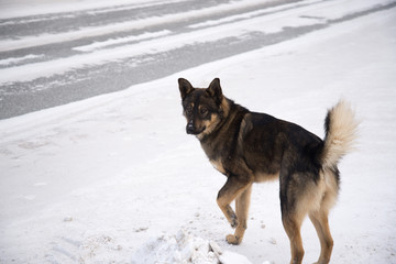 Homeless dog on snow background