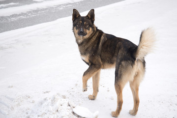 Homeless dog on snow background