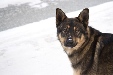 Homeless dog on snow background