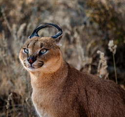 Caracal cat scans his surroundings