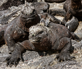 Marine Iguanas Sunning on Rock