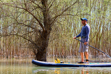 Man on stand up paddle boarding (SUP) paddling among flooded trees. Paddling in wilderness areas at...