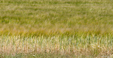 Green agricultural field