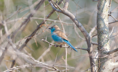 Blue waxbill