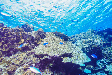 Coral Reef at the Red Sea, Egypt