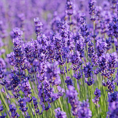 Blühender Lavendel, Lavandula
