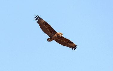 Flying Tawny eagle