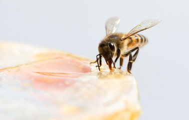 Close-up of a bee eating jam of the breakfast table
