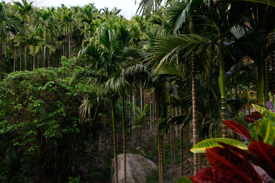 asian tropical jungle. Palm leaves. Dark green palm foliage