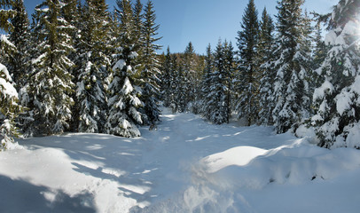 Bosco in inverno, Valtellina. Italy