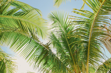 Obraz na płótnie Canvas asian tropical jungle. Palm leaves. Dark green palm foliage