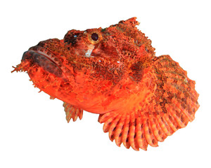 Scorpionfish fish isolated on white background 