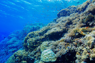 Coral Reef at the Red Sea, Egypt