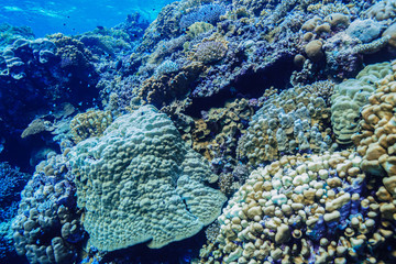 Coral Reef at the Red Sea, Egypt