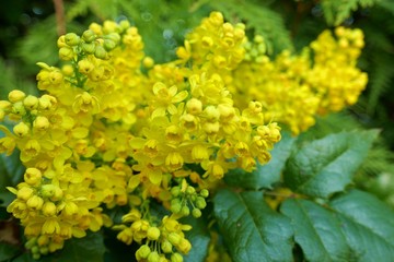 Мahonia aquifolia.Mahonia yellow flowers  background. Useful plants. Homeopathy.Yellow floral plant background.Yellow flowers mahonia 