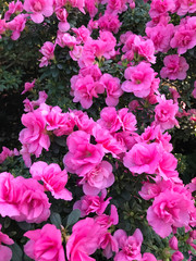 bright fuschia colored azalea flowers