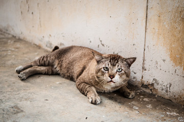 The cat sat on the floor and looked at the camera.