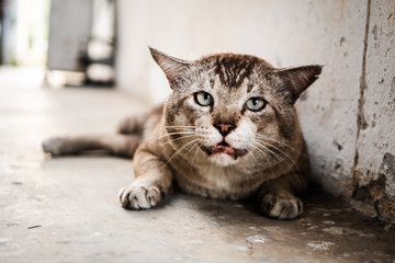 The cat sat on the floor and looked at the camera.
