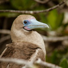 Close up of Red Footed Booby