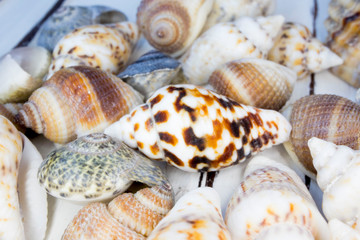 beautiful seashells on wooden background, macro