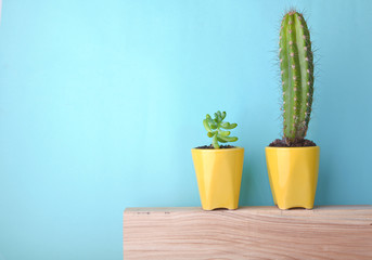 cactus and succulent potted in yellow pot on blue indoor wall