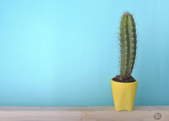  cactus on blue interior  wall on a plank