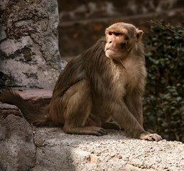 urban monkey surveys scene below