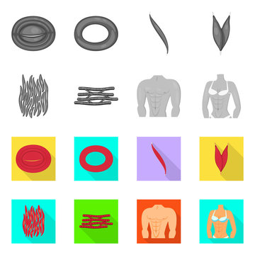 Vector design of fiber and muscular symbol. Collection of fiber and body  vector icon for stock.
