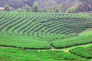 Fototapeta na wymiar the beautiful landscape of green tea plantation on high land Changrai Thailand
