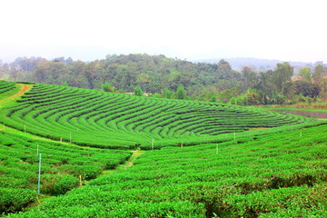 the beautiful landscape of green tea plantation on high land Changrai  Thailand