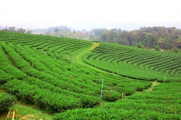 the beautiful landscape of green tea plantation on high land Changrai  Thailand