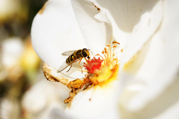 Hoverfly pollinating a flower