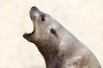 Male Steller sea lion with his mouth open, roaring on a light background
