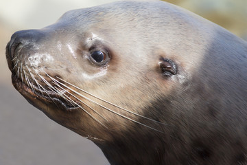 Head shot of a male Steller sea lion on a light background
