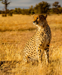 Adult cheetah sits up scans his surroundings