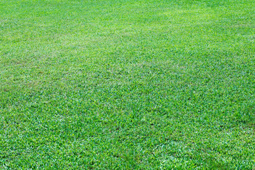 grass texture from a field