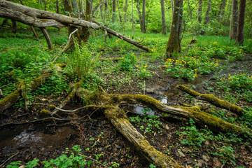 water stream fallen tree forest scenery spring