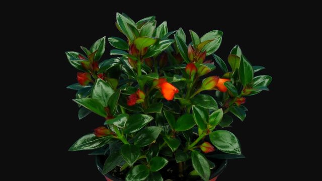 Time-lapse of growing and blooming nematanthus flower 1c1 in PNG+ format with ALPHA transparency channel isolated on black background