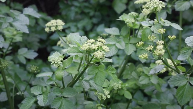 Smyrnium olusatrum, common name Alexanders or horse parsley, is a flowering plant, belonging to the family Apiaceae
