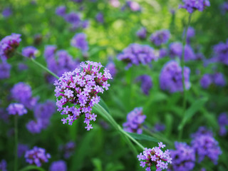 Obraz premium Close-up Bunch of Purple Flowering Plant with Selective Focus