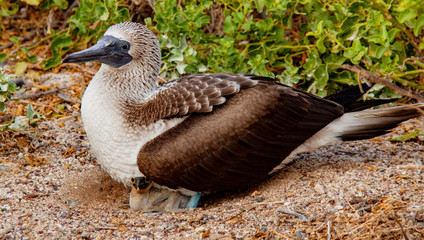 Blue Footed Booby Mother and Chick