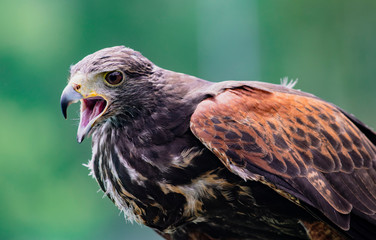 Close-up of immature Black-Chested Buzzard-Eagle head